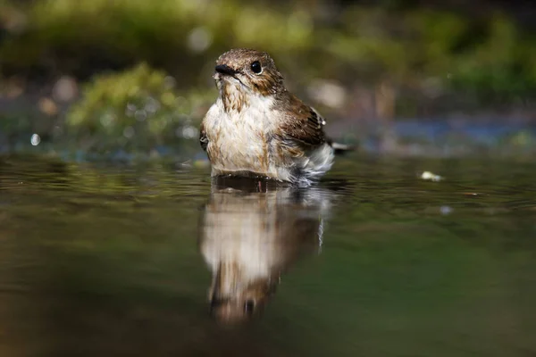 Täplikäs Flycatcher Muscicapa Striata Pieni Ohikulkija Vanhan Maailman Flycatcher Perheessä — kuvapankkivalokuva