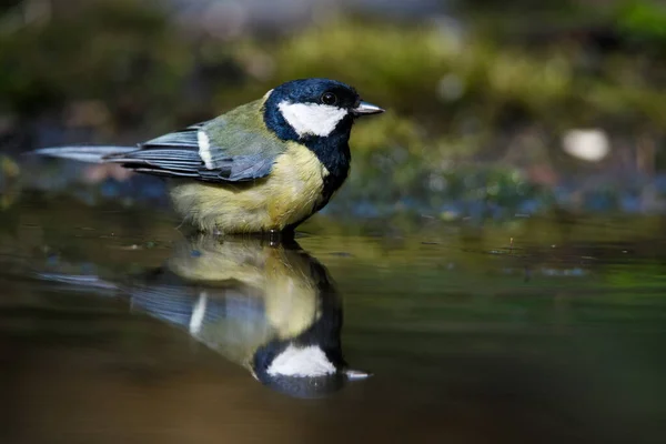 Gros Mésange Sur Une Branche Avec Mousse Près Eau — Photo