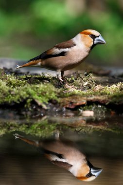 Grosgaga, yosunlu bir çıkmazın üzerinde suyun yanında oturur. bahar