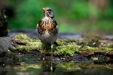 Baharda, yeşillik bitkisinin arka planına karşı suyun yanında ardıç kuşu gülü.