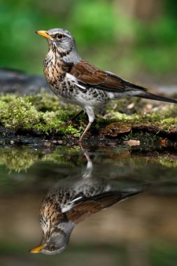 Baharda, yeşillik bitkisinin arka planına karşı suyun yanında ardıç kuşu gülü.
