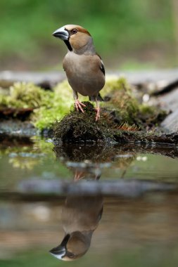 Grosgaga, yosunlu bir çıkmazın üzerinde suyun yanında oturur. bahar