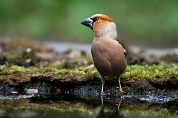 Grosbeak Siedzi Pobliżu Wody Zatrzasku Mchem Wiosna — Zdjęcie stockowe