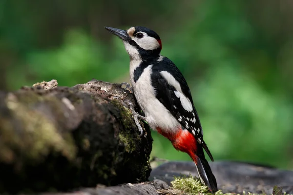 Picchio Carino Trespolo Guarda Intorno Cerca Cibo Grande Picchio Maculato — Foto Stock