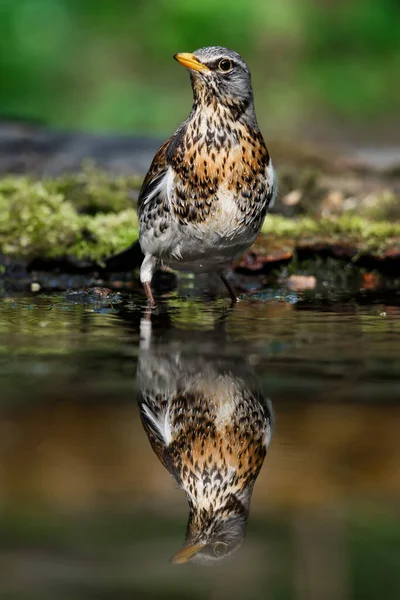 Trast Fieldfare Nära Vattnet Våren Mot Bakgrund Grönska Vegetation — Stockfoto