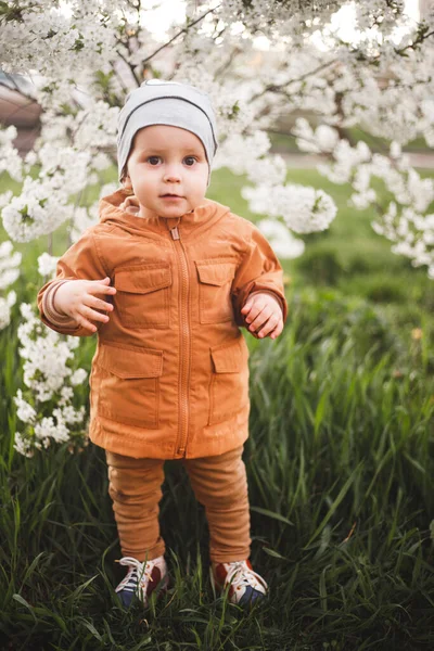 Мальчик Гуляет Саду Цветущими Деревьями Весеннее Дыхание — стоковое фото