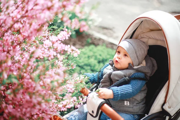 Dítě Oblečené Džínách Sedí Kočárku Kvetoucího Keře Růžovými Květy Jaře — Stock fotografie