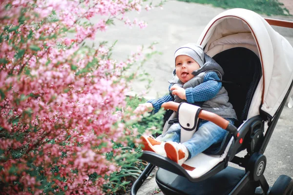 Dítě Oblečené Džínách Sedí Kočárku Kvetoucího Keře Růžovými Květy Jaře — Stock fotografie