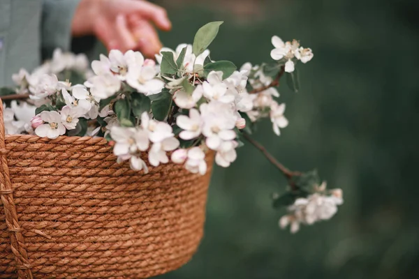 Flores Maçã Uma Cesta Vime Mão Uma Mulher Primavera — Fotografia de Stock