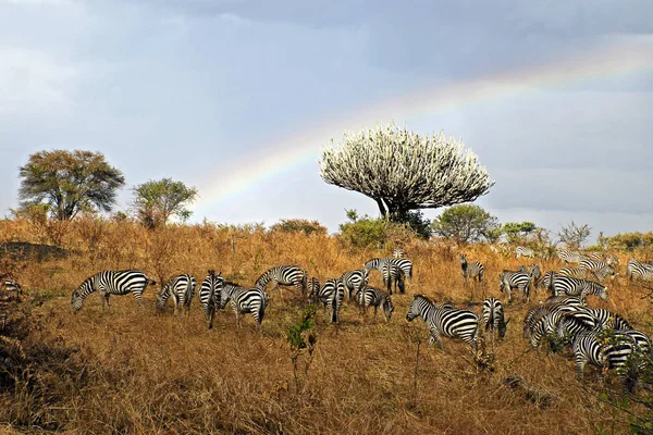 Elefantenfamilie Tansania — Stockfoto