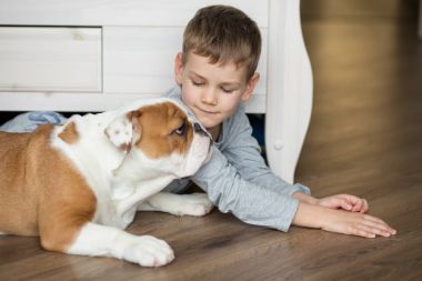 Yakışıklı bir halı ile İngilizce bulldog yavruları yere üzerinde çalış