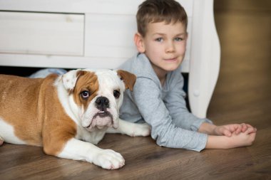 Yakışıklı bir halı ile İngilizce bulldog yavruları yere üzerinde çalış