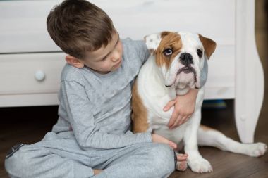 Yakışıklı bir halı ile İngilizce bulldog yavruları yere üzerinde çalış