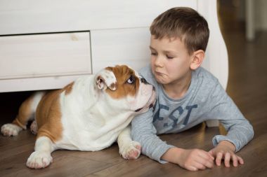 Yakışıklı bir halı ile İngilizce bulldog yavruları yere üzerinde çalış