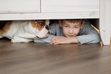 Yakışıklı bir halı ile İngilizce bulldog yavruları yere üzerinde çalış