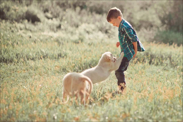 逗人喜爱的英俊的男孩与蓝色眼睛玩室外与惊人的白色粉红色拉布拉多猎犬小狗享受夏天晴朗的假日周末与充分的幸福。愉快的微笑的孩子与好朋友 — 图库照片