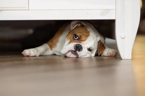 Yakışıklı bir halı ile İngilizce bulldog yavruları yere üzerinde çalış — Stok fotoğraf