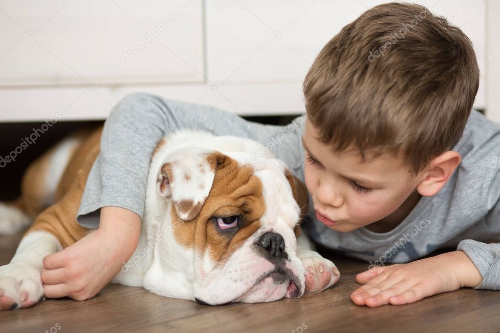 Cute boy plays on the floor on a carpet with puppies of English bulldog