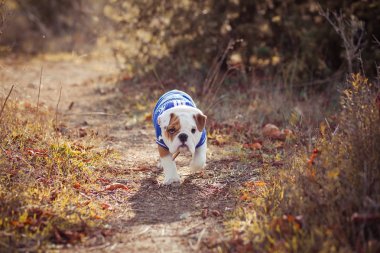 İngiliz köpek yavrusu Bulldog köpek, orman yaz saati