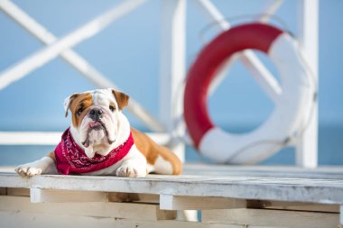 İngilizce boğa köpek komik yüz ve boyun yakın kırmızı bandana ile şirin köpek yavrusu bouy cankurtaran yuvarlak flatör