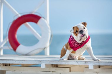 İngilizce boğa köpek komik yüz ve boyun yakın kırmızı bandana ile şirin köpek yavrusu bouy cankurtaran yuvarlak flatör