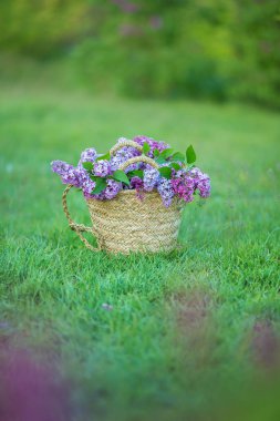 Eflatun çiçekler kadın elinde. Eflatun çiçekli. Lila Bush Bloom. Eflatun çiçekler garden.soft odak