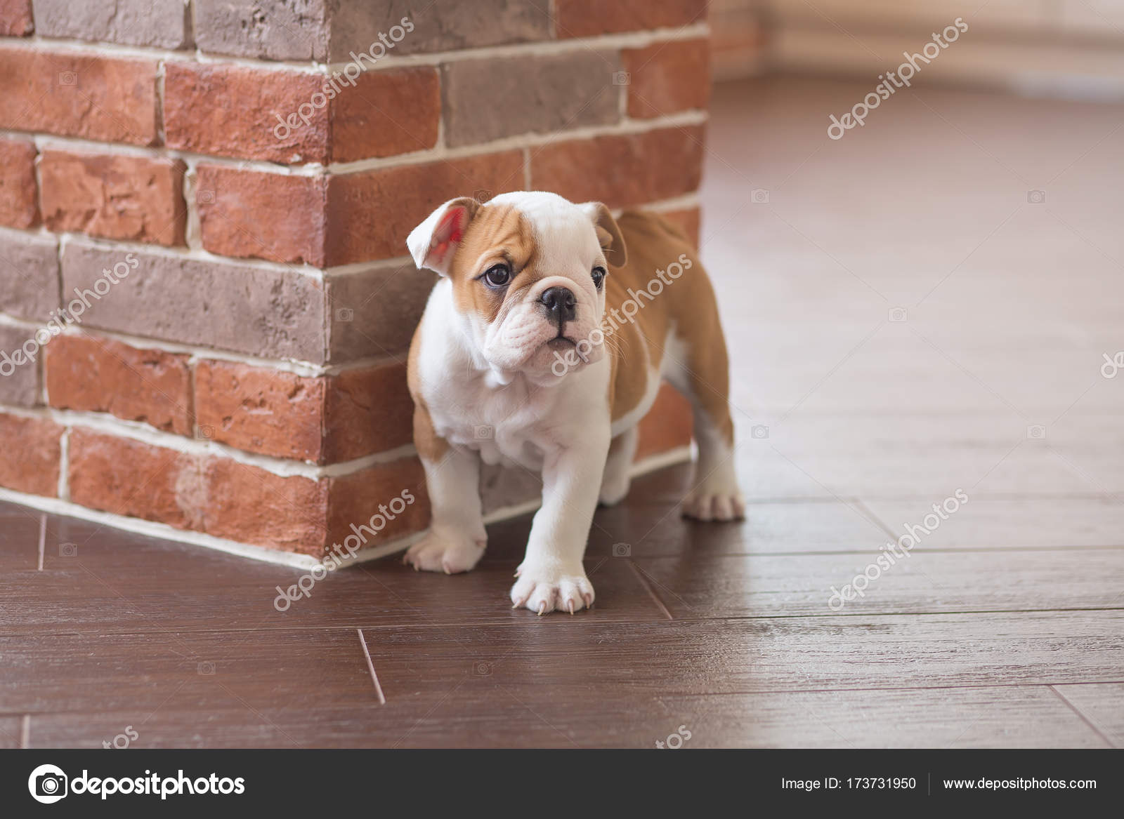 дом для собаки.