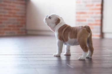 Komik kırmızı beyaz köpek yavrusu İngilizce boğa köpek yakın tuğla duvar ve kameraya bakarak katta uyuyor. Ahşap katta oturan siyah burun renkli gövde ile şirin köpek.