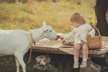 Sarı saçlı sepet dolu orman çayır ahşap sahnede hayvan keçi kuzu besleme elma ile köy zaman harcama ile kazak kız güzel şık giyinmiş