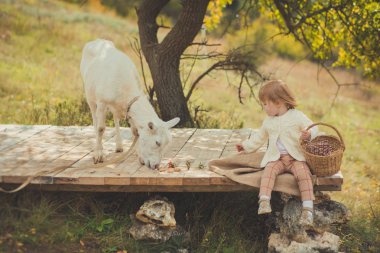 Sarı saçlı sepet dolu orman çayır ahşap sahnede hayvan keçi kuzu besleme elma ile köy zaman harcama ile kazak kız güzel şık giyinmiş