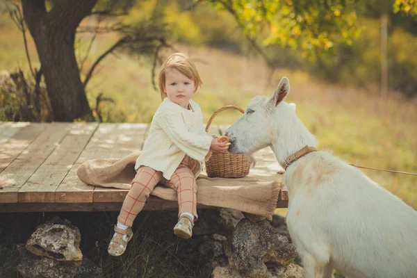 Fille joliment élégant habillé en pull avec les cheveux blonds passer du temps dans le village avec panier plein de pommes nourrir agneau de chèvre animal sur scène en bois dans la prairie forestière — Photo