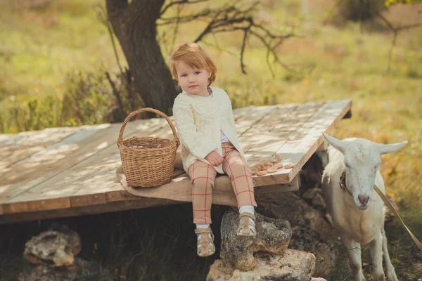 Дівчина красиво одягнена в светр з світлим волоссям, що проводить час в селі з кошиком, повним яблук, що годують тварин козячим ягням на дерев'яній сцені на лісовому лузі — стокове фото