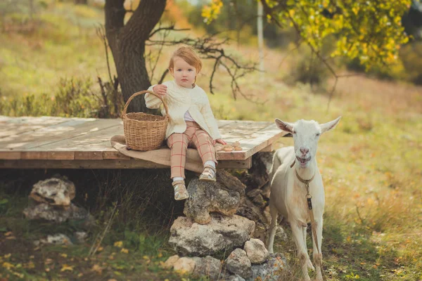 Дівчина красиво одягнена в светр з світлим волоссям, що проводить час в селі з кошиком, повним яблук, що годують тварин козячим ягням на дерев'яній сцені на лісовому лузі — стокове фото
