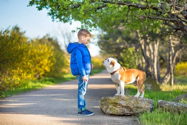 Aranyos szép stílusos fiú élvezi az ő legjobb barátja piros és fehér színes őszi park angol bika kutya. Delightfull jelenet szép fiú együtt bulldog, erdő. Mosolygó fiatal tizenéves . — Stock Fotó
