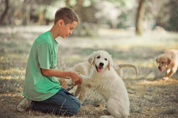 レトリーバーの子犬を素敵なシーン ホットビュー十代の少年最高友人犬アイボリー白のラブラドール子犬と夏季休暇を楽しんでします。夢の世界で幸せな取り澄まし不注意な幼年期の生活 — ストック写真