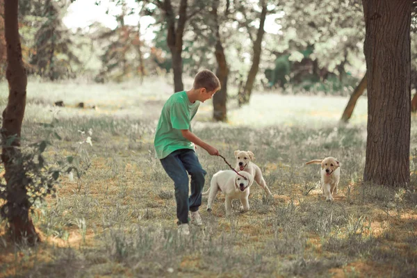 Vizsla kölykök szép jelenet természetet tini fiú élvezi nyári idő a nyaralás a legjobb barátja kutya elefántcsont fehér labrador kiskutya. Boldog élet könnyedén gondatlan gyermekkori álmok világa — Stock Fotó