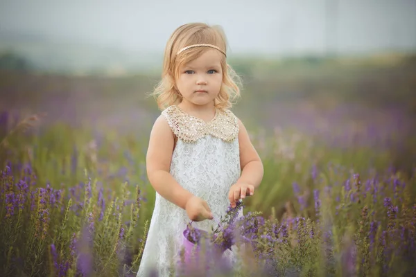 Aranyos kis baba szőke lány pózol a rét, erdő vad levendula visel elegáns fehér drerss és a gazdaság lila vödör kosár mackó barátja az apró kezek egyedül séta. — Stock Fotó