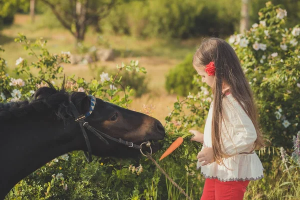 Chica con cabello moreno y ojos marrones elegante vestido con ropa de pueblo rústico camisa blanca y pantalones rojos en el cinturón posando alimentación caballo joven negro pony por zanahorias — Foto de Stock