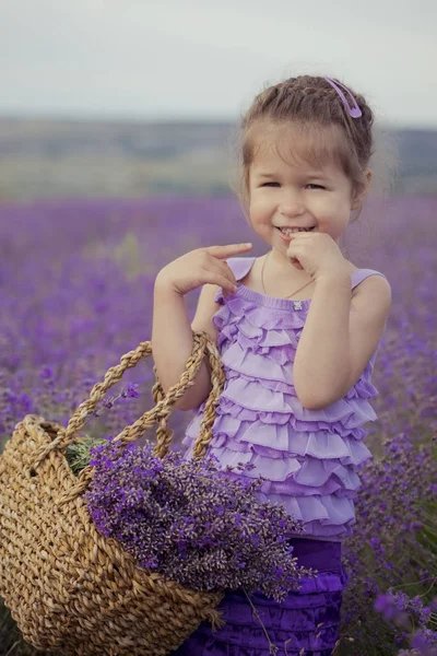 Elegante ragazza bionda carina signora con labbra paffute fantasia vestito di viola abiti da sera viola posa in piedi sul campo di lavanda si trovano in mano cesto pieno di magnifici fiori — Foto Stock