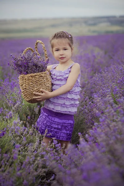 Стильный милый блондинка девушка с пухлыми губами фантазии одеты в фиолетовый фиолетовый вечерние платья ткани позировать стоя на лавандовом поле лежат в руках корзина, полная великолепных цветов — стоковое фото