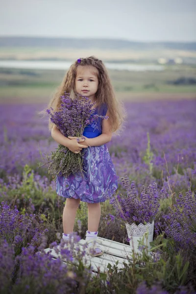 Icônico castanha loira bonito fantasia menina vestida posando sentar no centro do campo de prado lavanda em veludo vestido violeta arejado com balde cesta cheia de flores felizes em férias Hollydays — Fotografia de Stock