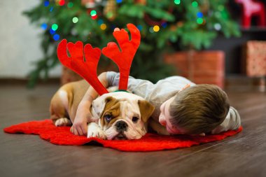 En iyi arkadaşlar yakışıklı sarışın çocuk ve köpek yavrusu kırmızı beyaz İngilizce bulldog kırmızı halı mindere Noel ağacı yakın birbirleri ile zaman geçirmekten zevk. Köpek giyen geyik cornuted