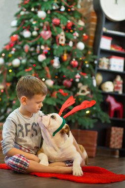 En iyi arkadaşlar yakışıklı sarışın çocuk ve köpek yavrusu kırmızı beyaz İngilizce bulldog kırmızı halı mindere Noel ağacı yakın birbirleri ile zaman geçirmekten zevk. Köpek giyen geyik cornuted
