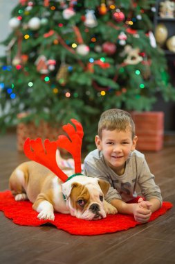 En iyi arkadaşlar yakışıklı sarışın çocuk ve köpek yavrusu kırmızı beyaz İngilizce bulldog kırmızı halı mindere Noel ağacı yakın birbirleri ile zaman geçirmekten zevk. Köpek giyen geyik cornuted