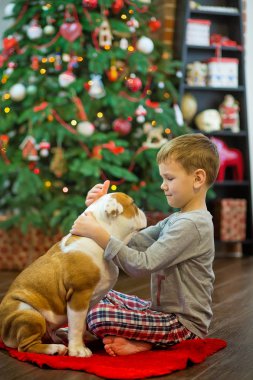 En iyi arkadaşlar yakışıklı sarışın çocuk ve köpek yavrusu kırmızı beyaz İngilizce bulldog kırmızı halı mindere Noel ağacı yakın birbirleri ile zaman geçirmekten zevk. Köpek giyen geyik cornuted