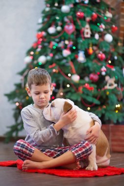 En iyi arkadaşlar yakışıklı sarışın çocuk ve köpek yavrusu kırmızı beyaz İngilizce bulldog kırmızı halı mindere Noel ağacı yakın birbirleri ile zaman geçirmekten zevk. Köpek giyen geyik cornuted