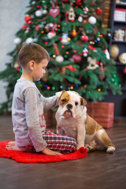 En iyi arkadaşlar yakışıklı sarışın çocuk ve köpek yavrusu kırmızı beyaz İngilizce bulldog kırmızı halı mindere Noel ağacı yakın birbirleri ile zaman geçirmekten zevk. Köpek giyen geyik cornuted