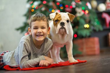 En iyi arkadaşlar yakışıklı sarışın çocuk ve köpek yavrusu kırmızı beyaz İngilizce bulldog kırmızı halı mindere Noel ağacı yakın birbirleri ile zaman geçirmekten zevk. Köpek giyen geyik cornuted