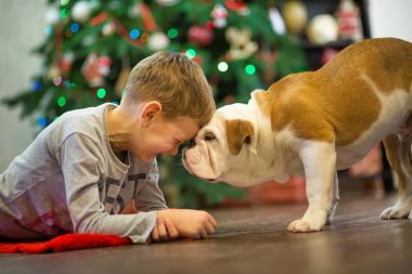 En iyi arkadaşlar yakışıklı sarışın çocuk ve köpek yavrusu kırmızı beyaz İngilizce bulldog kırmızı halı mindere Noel ağacı yakın birbirleri ile zaman geçirmekten zevk. Köpek giyen geyik cornuted