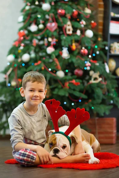 Melhores amigos menino loiro bonito e cachorro vermelho branco Inglês bulldog gostando de passar o tempo uns com os outros perto da árvore de Natal no tapete vermelho. Cão usando veado cornuted — Fotografia de Stock